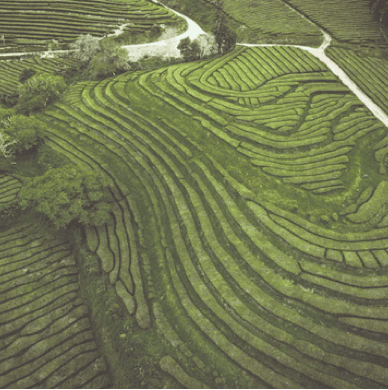 Vista aérea de plantações de chá verdejantes em terraços ondulados com uma estrada sinuosa.